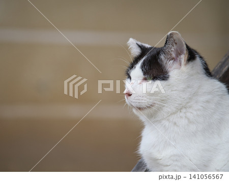 見つめる猫 見つめる猫 141056567