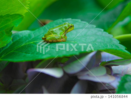 葉っぱの上のニホンアマガエルと色褪せたアジサイの花 葉っぱの上のニホンアマガエルと色褪せたアジサイの花 141056844