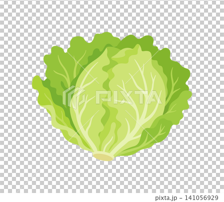 レタス,フラットイラスト 141056929