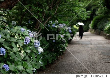 名古屋市、鶴舞公園のあじさいの散歩道 名古屋市、鶴舞公園のあじさいの散歩道 141057191
