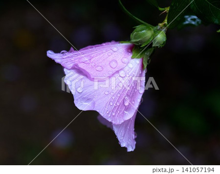Fresh Rose of Sharon (Hibiscus syriacus) flower with raindrops after the rain Fresh Rose of Sharon (Hibiscus syriacus) flower with raindrops after the rain 141057194