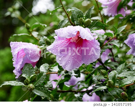 Fresh Rose of Sharon (Hibiscus syriacus) flower with raindrops after the rain Fresh Rose of Sharon (Hibiscus syriacus) flower with raindrops after the rain 141057195