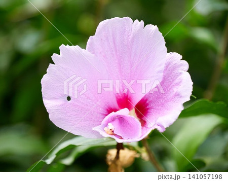 Beautiful blooming Rose of Sharon (Hibiscus syriacus) tree in summer Beautiful blooming Rose of Sharon (Hibiscus syriacus) tree in summer 141057198