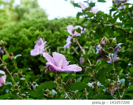 Beautiful blooming Rose of Sharon (Hibiscus syriacus) tree in summer Beautiful blooming Rose of Sharon (Hibiscus syriacus) tree in summer 141057200