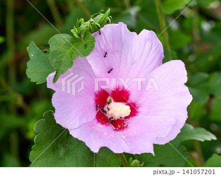 Beautiful blooming Rose of Sharon (Hibiscus syriacus) tree in summer 141057201
