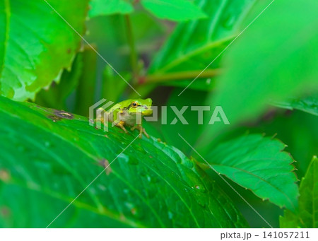 雨上がりに葉っぱの上に顔を出すニホンアマガエル 雨上がりに葉っぱの上に顔を出すニホンアマガエル 141057211