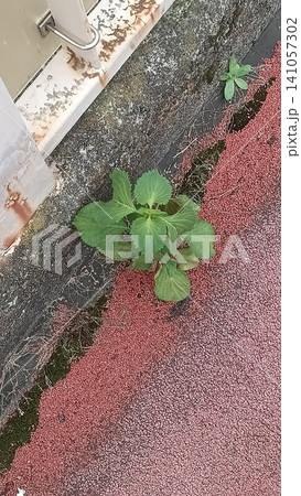 道端の雑草 道端の雑草 141057302