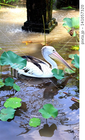 White pelican gliding through lotus pond beside mossy stone pedestal during gentle rain, surrounded by green leaves, ripples, soft reflections, shaded natural habitat White pelican gliding through lotus pond beside mossy stone pedestal during gentle rain, surrounded by green leaves, ripples, soft reflections, shaded natural habitat 141057320
