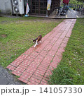 台湾旅行で訪れた有名な「猫村」で、レンガの道を颯爽と歩く可愛い猫の風景 141057330