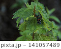 鮮やかな緑色の葉の上で美しい輝きを放つカラフルなハンミョウ 141057489