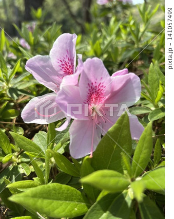 新緑の光に映えるピンクのツツジ（サツキ）の花 141057499