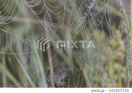Small orb-weaver spider sitting in a delicate spiderweb covered with morning dew drops, captured in a grassy field. Natural macro photography showcasing fragile beauty and detailed insect wildlife. Small orb-weaver spider sitting in a delicate spiderweb covered with morning dew drops, captured in a grassy field. Natural macro photography showcasing fragile beauty and detailed insect wildlife. 141057510