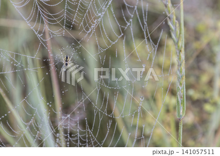 Small orb-weaver spider sitting in a delicate spiderweb covered with morning dew drops, captured in a grassy field. Natural macro photography showcasing fragile beauty and detailed insect wildlife. Small orb-weaver spider sitting in a delicate spiderweb covered with morning dew drops, captured in a grassy field. Natural macro photography showcasing fragile beauty and detailed insect wildlife. 141057511