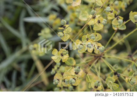 Macro shot of a Cypress Spurge (Euphorbia cyparissias) blooming in a meadow, covered in delicate morning dew. Soft focus background emphasizes the intricate yellow-green flowers and fresh summer Macro shot of a Cypress Spurge (Euphorbia cyparissias) blooming in a meadow, covered in delicate morning dew. Soft focus background emphasizes the intricate yellow-green flowers and fresh summer 141057512