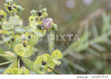 Close-up of a shield bug sitting on a green flowering plant with morning dew drops. The macro shot captures the insect and botanical details in a natural, tranquil meadow setting during early morning. Close-up of a shield bug sitting on a green flowering plant with morning dew drops. The macro shot captures the insect and botanical details in a natural, tranquil meadow setting during early morning. 141057515