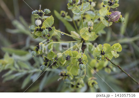 Close-up of a shield bug sitting on a green flowering plant with morning dew drops. The macro shot captures the insect and botanical details in a natural, tranquil meadow setting during early morning. Close-up of a shield bug sitting on a green flowering plant with morning dew drops. The macro shot captures the insect and botanical details in a natural, tranquil meadow setting during early morning. 141057516