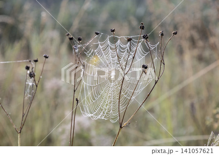 Macro shot of a detailed spider web covered with sparkling morning dew drops between dry plant stems. Beautiful natural pattern, delicate texture, soft blurred meadow background in early summer light. 141057621