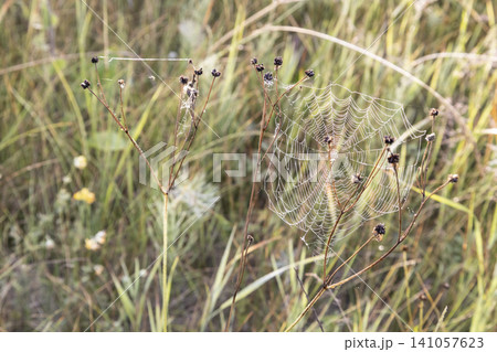 Macro shot of a detailed spider web covered with sparkling morning dew drops between dry plant stems. Beautiful natural pattern, delicate texture, soft blurred meadow background in early summer light. Macro shot of a detailed spider web covered with sparkling morning dew drops between dry plant stems. Beautiful natural pattern, delicate texture, soft blurred meadow background in early summer light. 141057623