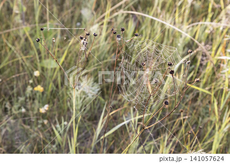 Macro shot of a detailed spider web covered with sparkling morning dew drops between dry plant stems. Beautiful natural pattern, delicate texture, soft blurred meadow background in early summer light. 141057624