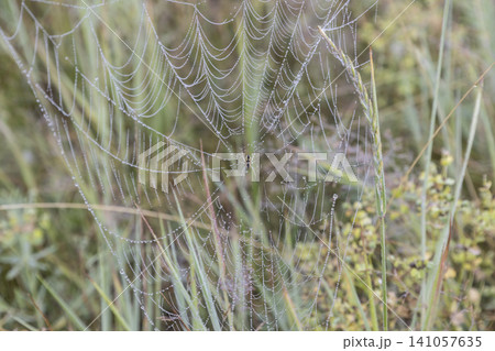 Small orb-weaver spider sitting in a delicate spiderweb covered with morning dew drops, captured in a grassy field. Natural macro photography showcasing fragile beauty and detailed insect wildlife. 141057635
