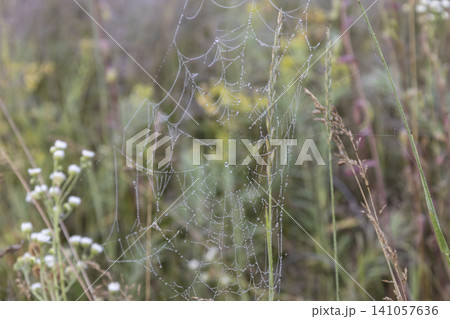 Small orb-weaver spider sitting in a delicate spiderweb covered with morning dew drops, captured in a grassy field. Natural macro photography showcasing fragile beauty and detailed insect wildlife. Small orb-weaver spider sitting in a delicate spiderweb covered with morning dew drops, captured in a grassy field. Natural macro photography showcasing fragile beauty and detailed insect wildlife. 141057636