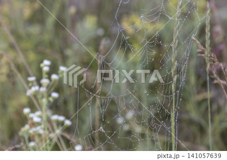 Small orb-weaver spider sitting in a delicate spiderweb covered with morning dew drops, captured in a grassy field. Natural macro photography showcasing fragile beauty and detailed insect wildlife. 141057639