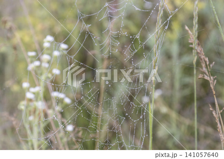 Small orb-weaver spider sitting in a delicate spiderweb covered with morning dew drops, captured in a grassy field. Natural macro photography showcasing fragile beauty and detailed insect wildlife. Small orb-weaver spider sitting in a delicate spiderweb covered with morning dew drops, captured in a grassy field. Natural macro photography showcasing fragile beauty and detailed insect wildlife. 141057640