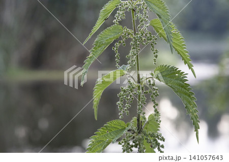 Close-up of a common stinging nettle plant, Urtica dioica, featuring detailed green serrated leaves and small blooming flower clusters, captured in a natural outdoor forest setting with a blurred Close-up of a common stinging nettle plant, Urtica dioica, featuring detailed green serrated leaves and small blooming flower clusters, captured in a natural outdoor forest setting with a blurred 141057643