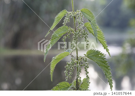Close-up of a common stinging nettle plant, Urtica dioica, featuring detailed green serrated leaves and small blooming flower clusters, captured in a natural outdoor forest setting with a blurred 141057644