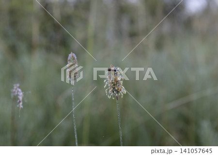 A small hoverfly flies towards a flowering grass ear covered with morning dew in a green summer meadow. Macro photography of nature, insects and wildflowers in the early morning at soft focus. 141057645
