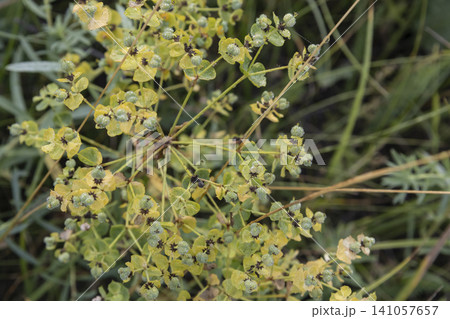 Macro shot of a Cypress Spurge (Euphorbia cyparissias) blooming in a meadow, covered in delicate morning dew. Soft focus background emphasizes the intricate yellow-green flowers and fresh summer Macro shot of a Cypress Spurge (Euphorbia cyparissias) blooming in a meadow, covered in delicate morning dew. Soft focus background emphasizes the intricate yellow-green flowers and fresh summer 141057657