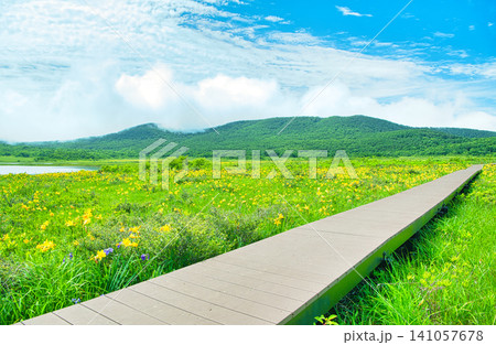 福島県耶麻郡北塩原村 雄国沼湿原に群生するニッコウキスゲ 福島県耶麻郡北塩原村 雄国沼湿原に群生するニッコウキスゲ 141057678