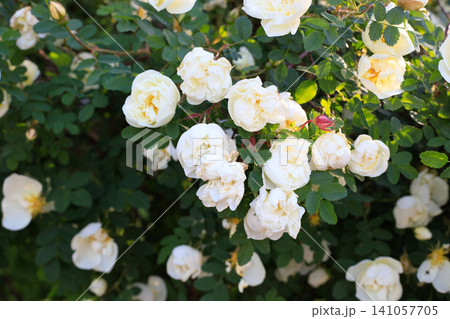 Blooming white rose hips in the garden. Wild rose flowers glow in the soft evening sunlight. Lush green foliage 141057705