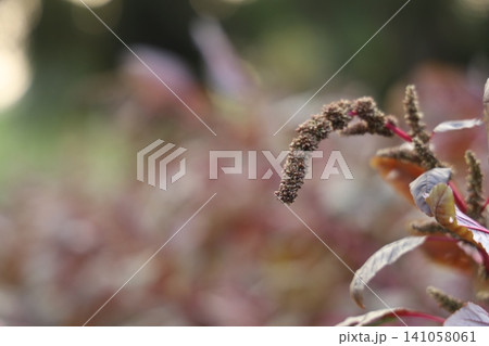 A close-up view of brown seed pods on a plant with red and green leaves A close-up view of brown seed pods on a plant with red and green leaves 141058061