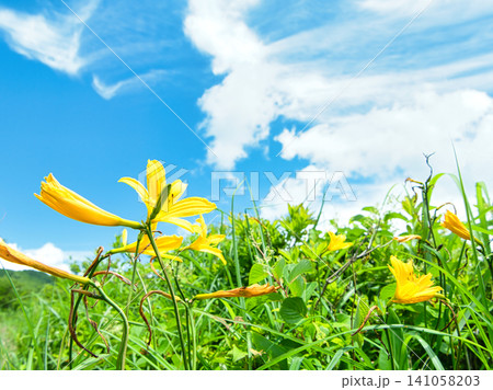 福島県耶麻郡北塩原村 雄国沼湿原の周辺に咲くニッコウキスゲ 福島県耶麻郡北塩原村 雄国沼湿原の周辺に咲くニッコウキスゲ 141058203