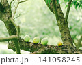 梅の実が育つ頃 141058245