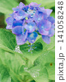 雨に濡れた紫陽花の花びら 141058248