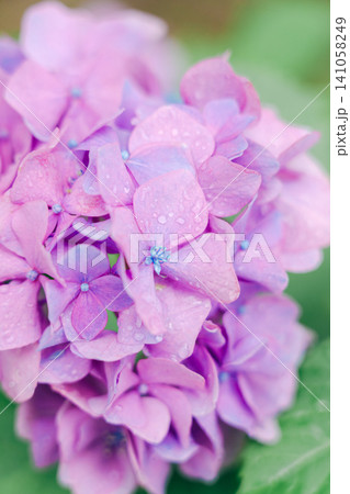 雨に濡れた紫陽花 雨に濡れた紫陽花 141058249