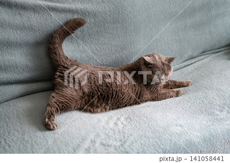 Grey cat stretching on soft sofa at home Grey cat stretching on soft sofa at home 141058441