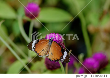Monarch butterfly perched on bright globe amaranth flower in vibrant garden 141058611