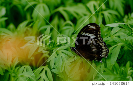 Macro of Great Eggfly Butterfly on Soft Green Leaf Macro of Great Eggfly Butterfly on Soft Green Leaf 141058614