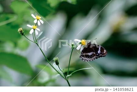 Common Eggfly butterfly Resting on Wild Flower Symbolizing Calm and Inner Balance 141058621