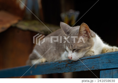 Relaxed Grey and White Cat Resting on a Wooden Bar in Natural Light Relaxed Grey and White Cat Resting on a Wooden Bar in Natural Light 141058630
