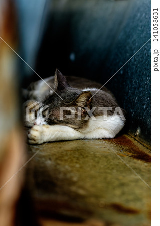 Grey and White Cat Sleeping Peacefully in a Cozy Hidden Spot 141058631