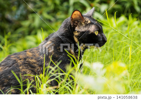 Tortoiseshell cat on alert in a natural grassy environment Tortoiseshell cat on alert in a natural grassy environment 141058638
