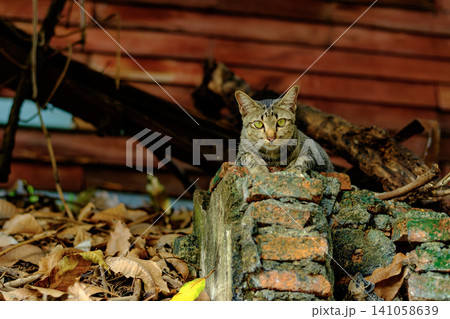 Alert Domestic Shorthair Cat Resting on Ruins Symbolizing Survival and Quiet Awareness Alert Domestic Shorthair Cat Resting on Ruins Symbolizing Survival and Quiet Awareness 141058639