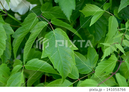 Closeup of fresh green leaves of a boxelder maple tree growing in natural daylight. Detailed foliage of Acer negundo in a peaceful outdoor environment. 141058766