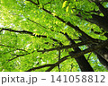 樹木と緑の葉 141058812