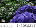 青い紫陽花 141058814