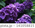 紫色の装飾花を備えるアジサイの手毬咲きの花房をクローズアップで撮影した写真 141058815